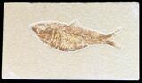 Bargain Knightia Fossil Fish - Wyoming #42377-1